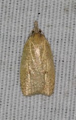 Sparganothoides machimiana