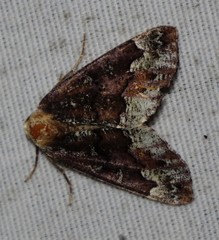 Caripeta pulcherrima