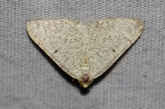 Taeniogramma mendicata