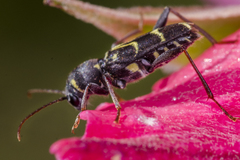 Xylotrechus antilope