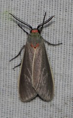Pygarctia murina