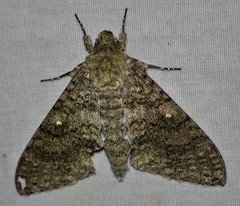 Manduca muscosa