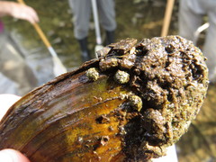 Helicopsyche borealis