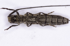 Calamobius filum