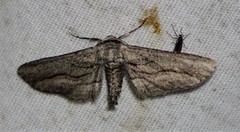 Holochroa dissociarius