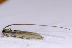 Calamobius filum