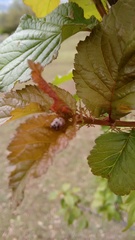 Olla v-nigrum