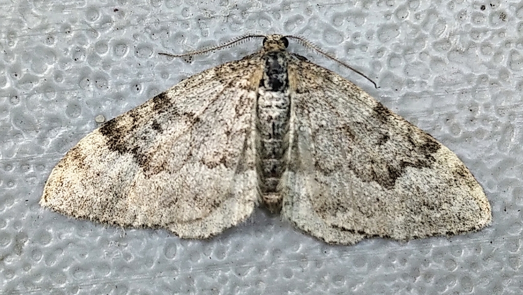 Xanthorhoe incursata