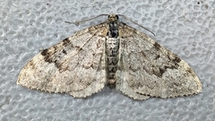 Xanthorhoe lagganata