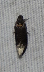Ecdytolopha nigrita