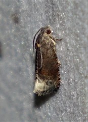 Ecdytolopha nigrita