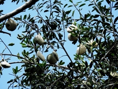 Aspidosperma cruentum