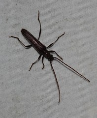 Aneflus levettei