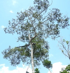 Aspidosperma cruentum