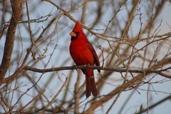 Cardinalis cardinalis mariae