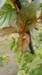 Olla v-nigrum