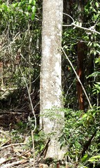 Aspidosperma cruentum