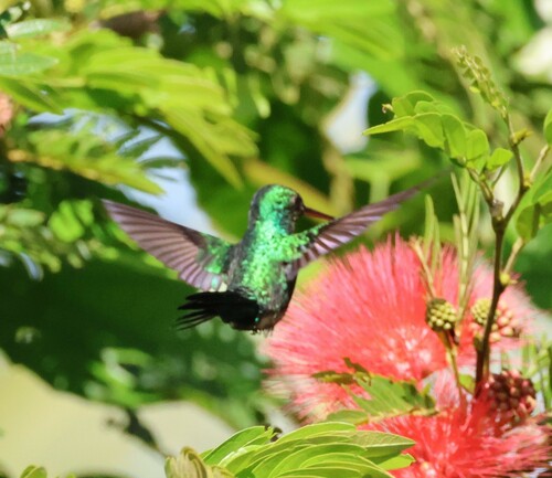 Blue-chinned Sapphire (Chlorestes notata), photo 9
