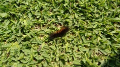 Lepidoptera