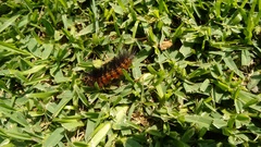 Lepidoptera