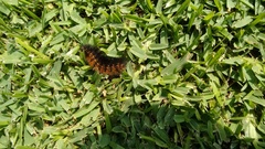 Lepidoptera