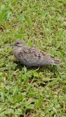 Columbidae