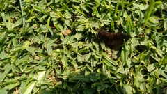 Lepidoptera