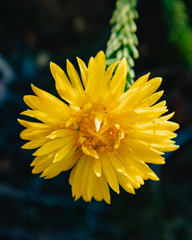 Lachnaea aurea