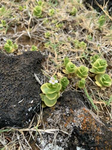 Schenkia sebaeoides observed 2024-04-19