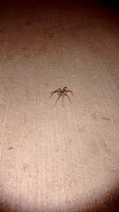 Araneae