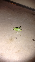 Paracyrtophyllus robustus
