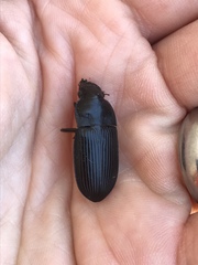 Carabidae
