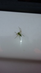 Peucetia