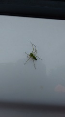 Peucetia