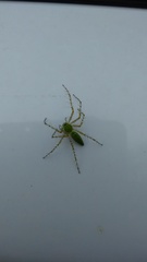 Peucetia