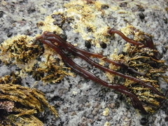 Nemalion vermiculare