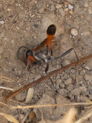 Ammophila heydeni