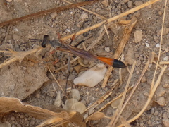 Ammophila heydeni