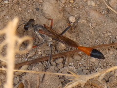 Ammophila heydeni