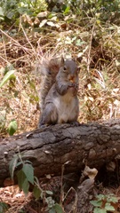Sciurus alleni