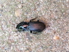 Pterostichus melanarius