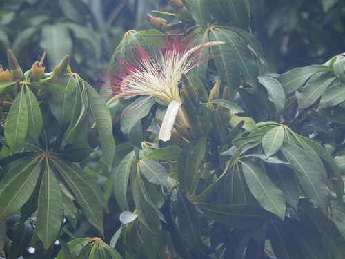 provision tree (Pachira aquatica)