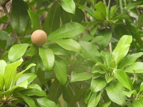 Sapodilla (Manilkara zapota)