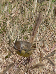 Prinia flavicans