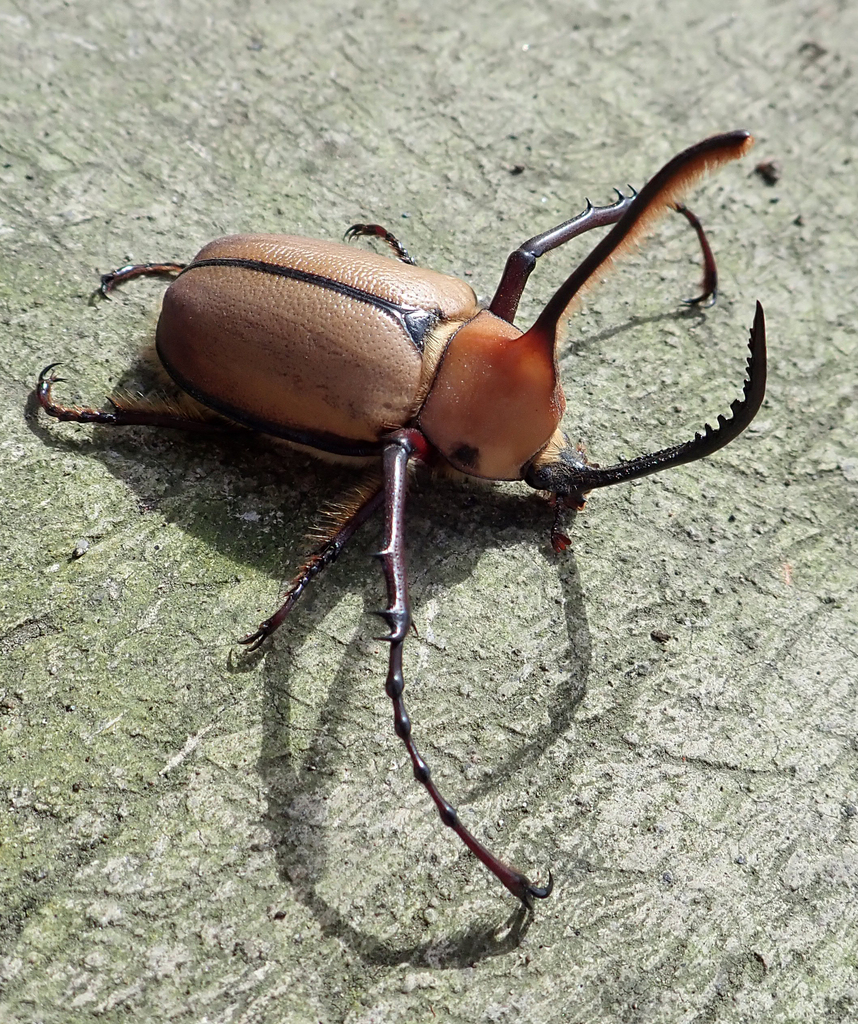 Kgofa Insect Golofa aegeon from Chunchi, Ecuador on January 21, 2025 at 10:08 AM by ...