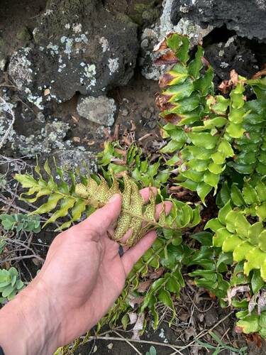 Cyrtomium falcatum observed 2024-04-19