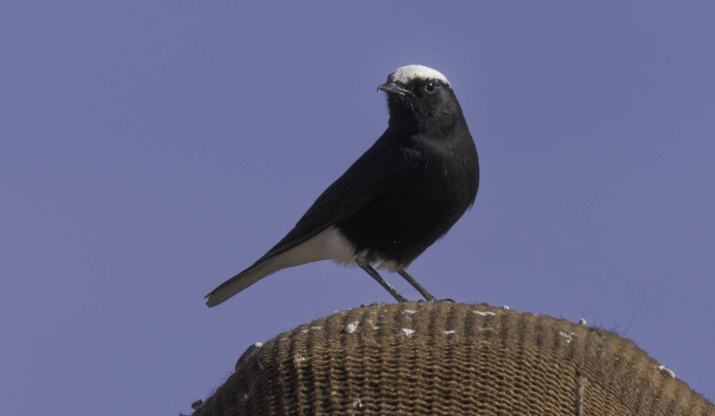 White-crowned Wheatear (Oenanthe leucopyga)