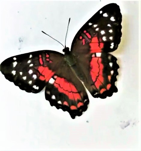 Red Peacock photo 3