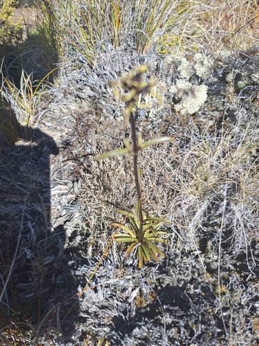 Image of Gentianella stellata by no rights reserved