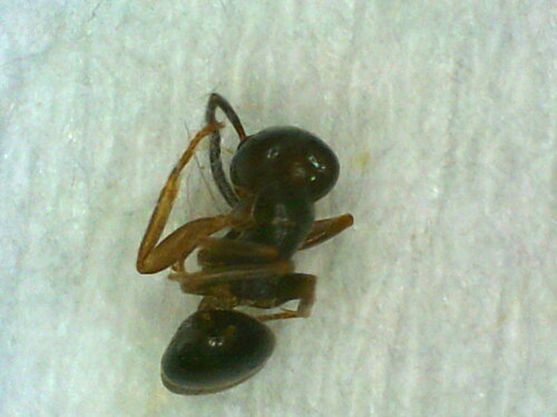 Odorous house ant